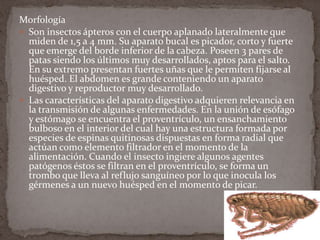 Morfología
 Son insectos ápteros con el cuerpo aplanado lateralmente que
miden de 1,5 a 4 mm. Su aparato bucal es picador, corto y fuerte
que emerge del borde inferior de la cabeza. Poseen 3 pares de
patas siendo los últimos muy desarrollados, aptos para el salto.
En su extremo presentan fuertes uñas que le permiten fijarse al
huésped. El abdomen es grande conteniendo un aparato
digestivo y reproductor muy desarrollado.
 Las características del aparato digestivo adquieren relevancia en
la transmisión de algunas enfermedades. En la unión de esófago
y estómago se encuentra el proventrículo, un ensanchamiento
bulboso en el interior del cual hay una estructura formada por
especies de espinas quitinosas dispuestas en forma radial que
actúan como elemento filtrador en el momento de la
alimentación. Cuando el insecto ingiere algunos agentes
patógenos éstos se filtran en el proventrículo, se forma un
trombo que lleva al reflujo sanguíneo por lo que inocula los
gérmenes a un nuevo huésped en el momento de picar.

 