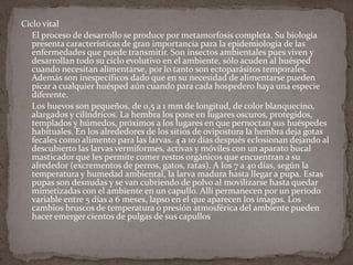 Ciclo vital
 El proceso de desarrollo se produce por metamorfosis completa. Su biología
presenta características de gran importancia para la epidemiología de las
enfermedades que puede transmitir. Son insectos ambientales pues viven y
desarrollan todo su ciclo evolutivo en el ambiente, sólo acuden al huésped
cuando necesitan alimentarse, por lo tanto son ectoparásitos temporales.
Además son inespecíficos dado que en su necesidad de alimentarse pueden
picar a cualquier huésped aún cuando para cada hospedero haya una especie
diferente.
 Los huevos son pequeños, de 0,5 a 1 mm de longitud, de color blanquecino,
alargados y cilíndricos. La hembra los pone en lugares oscuros, protegidos,
templados y húmedos, próximos a los lugares en que pernoctan sus huéspedes
habituales. En los alrededores de los sitios de ovipostura la hembra deja gotas
fecales como alimento para las larvas. 4 a 10 días después eclosionan dejando al
descubierto las larvas vermiformes, activas y móviles con un aparato bucal
masticador que les permite comer restos orgánicos que encuentran a su
alrededor (excrementos de perros, gatos, ratas). A los 7 a 40 días, según la
temperatura y humedad ambiental, la larva madura hasta llegar a pupa. Estas
pupas son desnudas y se van cubriendo de polvo al movilizarse hasta quedar
mimetizadas con el ambiente en un capullo. Allí permanecen por un período
variable entre 5 días a 6 meses, lapso en el que aparecen los imagos. Los
cambios bruscos de temperatura o presión atmosférica del ambiente pueden
hacer emerger cientos de pulgas de sus capullos

 