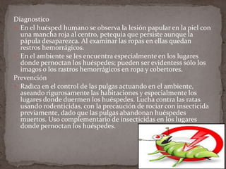 Diagnostico
 En el huésped humano se observa la lesión papular en la piel con
una mancha roja al centro, petequia que persiste aunque la
pápula desaparezca. Al examinar las ropas en ellas quedan
restros hemorrágicos.
 En el ambiente se les encuentra especialmente en los lugares
donde pernoctan los huéspedes; pueden ser evidentess sólo los
imagos o los rastros hemorrágicos en ropa y cobertores.
Prevención
 Radica en el control de las pulgas actuando en el ambiente,
aseando rigurosamente las habitaciones y especialmente los
lugares donde duermen los huéspedes. Lucha contra las ratas
usando rodenticidas, con la precaución de rociar con insecticida
previamente, dado que las pulgas abandonan huéspedes
muertos. Uso complementario de insecticidas en los lugares
donde pernoctan los huéspedes.

 
