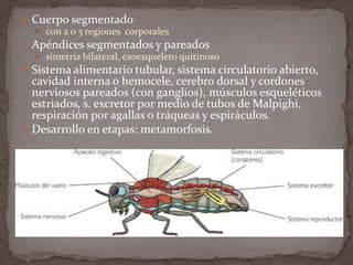  Cuerpo segmentado
 con 2 o 3 regiones corporales
 Apéndices segmentados y pareados
 simetría bilateral, exoesqueleto quitinoso
 Sistema alimentario tubular, sistema circulatorio abierto,

cavidad interna o hemocele, cerebro dorsal y cordones
nerviosos pareados (con ganglios), músculos esqueléticos
estriados, s. excretor por medio de tubos de Malpighi,
respiración por agallas o tráqueas y espiráculos.
 Desarrollo en etapas: metamorfosis.

 