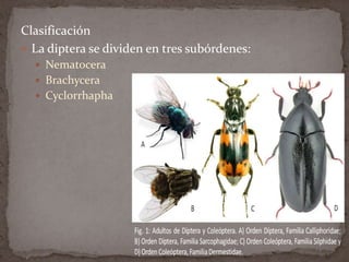 Clasificación
 La diptera se dividen en tres subórdenes:
 Nematocera
 Brachycera
 Cyclorrhapha

 