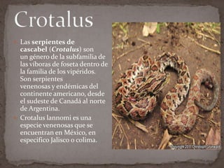  Las serpientes de

cascabel (Crotalus) son
un género de la subfamilia de
las víboras de foseta dentro de
la familia de los vipéridos.
Son serpientes
venenosas y endémicas del
continente americano, desde
el sudeste de Canadá al norte
de Argentina.
 Crotalus lannomi es una
especie venenosas que se
encuentran en México, en
especifico Jalisco o colima.

 