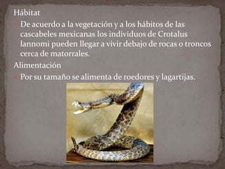 Hábitat
 De acuerdo a la vegetación y a los hábitos de las
cascabeles mexicanas los individuos de Crotalus
lannomi pueden llegar a vivir debajo de rocas o troncos
cerca de matorrales.
Alimentación
 Por su tamaño se alimenta de roedores y lagartijas.

 
