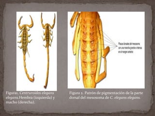 Figura1. Centruroides elegans
elegans.Hembra (izquierda) y
macho (derecha).

Figura 2. Patrón de pigmentación de la parte
dorsal del mesosoma de C. elegans elegans.

 