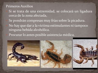 Primeros Auxilios
 Si se trata de una extremidad, se colocará un ligadura
cerca de la zona afectada,
 Se pondrán compresas muy frías sobre la picadura.
 No hay que dar a la víctima estimulantes ni tampoco
ninguna bebida alcohólica.
 Procurar lo antes posible asistencia médica.

 