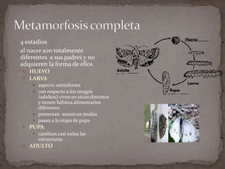  4 estadios
 al nacer son totalmente

diferentes a sus padres y no
adquieren la forma de ellos
 HUEVO
 LARVA
 aspecto vermiforme
 con respecto a los imagos
(adultos) viven en sitios distintos
y tienen hábitos alimentarios
diferentes
 presentan sucesivas mudas
 pasan a la etapa de pupa
 PUPA
 cambian casi todas las
estructuras
 ADULTO

 