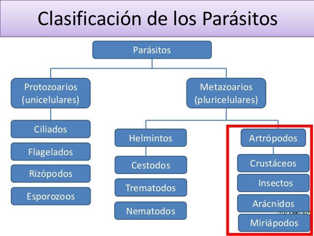 El clavel la profiláctica de los parásitos