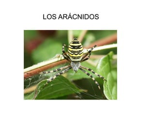 LOS ARÁCNIDOS
 