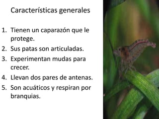 Características generales
1. Tienen un caparazón que le
protege.
2. Sus patas son articuladas.
3. Experimentan mudas para
crecer.
4. Llevan dos pares de antenas.
5. Son acuáticos y respiran por
branquias.
 