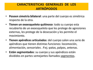 CARACTERISTICAS GENERALES DE LOS
ARTRÓPODOS
• Poseen simetría bilateral: una parte del cuerpo es simétrica
respecto de la otra.
• Tienen un exoesqueleto quitinoso: todo su cuerpo esta
recubierto de un exoesqueleto que les protege de agresiones
externas, les protege de la desecación y les permite el
movimiento.
• Tienen apéndices articulados: del cuerpo salen una serie de
apéndices que tienen distintas funciones: locomoción,
alimentación, sensoriales . P.ej.-patas, palpos, antenas.
• Están segmentados: su cuerpo y sus apéndices están
divididos en partes semejantes llamados segmentos.
 