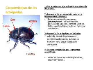 Características de los
artrópodos
1.-Los artrópodos son animales con simetría
BILATERAL
2.-Presencia de un esqueleto externo o
exoesqueleto quitinoso
• Poseen un esqueleto externo
(exoesqueleto) fabricado de un
polisacárido (glúcido) llamado Quitina.
Este esqueleto les permite ser fuertes y
resistentes.
3.-Presencia de apéndices articulados
* Además, los artrópodos poseen
apéndices articulados, aunque su
número varía según la clase de
artrópodo.
4.-Cuerpo constituido por segmentos
repetitivos.
• Viven en todos los medios (terrestre,
acuático y aéreo).
 