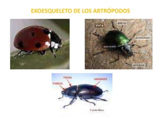 EXOESQUELETO DE LOS ARTRÓPODOS
 
