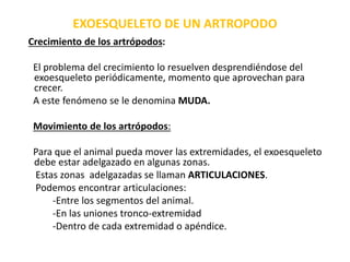 EXOESQUELETO DE UN ARTROPODO
Crecimiento de los artrópodos:
El problema del crecimiento lo resuelven desprendiéndose del
exoesqueleto periódicamente, momento que aprovechan para
crecer.
A este fenómeno se le denomina MUDA.
Movimiento de los artrópodos:
Para que el animal pueda mover las extremidades, el exoesqueleto
debe estar adelgazado en algunas zonas.
Estas zonas adelgazadas se llaman ARTICULACIONES.
Podemos encontrar articulaciones:
-Entre los segmentos del animal.
-En las uniones tronco-extremidad
-Dentro de cada extremidad o apéndice.
 