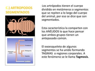 C.) ARTROPODOS
SEGMENTADOS
Los artrópodos tienen el cuerpo
dividido en metámeros o segmentos
que se repiten a lo largo del cuerpo
del animal, por eso se dice que son
segmentados.
Esta característica la comparten con
los ANÉLIDOS lo que hace pensar
que ambos grupos tienen un
antepasado común.
El exoesqueleto de algunos
segmentos se ha unido formando
TAGMAS o regiones corporales. A
este fenómeno se le llama Tagmosis.
 