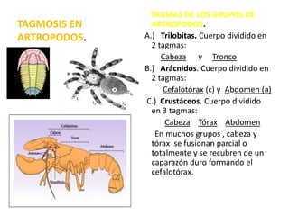 TAGMOSIS EN
ARTROPODOS.
TAGMAS DE LOS GRUPOS DE
ARTROPODOS.
A.) Trilobitas. Cuerpo dividido en
2 tagmas:
Cabeza y Tronco
B.) Arácnidos. Cuerpo dividido en
2 tagmas:
Cefalotórax (c) y Abdomen (a)
C.) Crustáceos. Cuerpo dividido
en 3 tagmas:
Cabeza Tórax Abdomen
En muchos grupos , cabeza y
tórax se fusionan parcial o
totalmente y se recubren de un
caparazón duro formando el
cefalotórax.
 