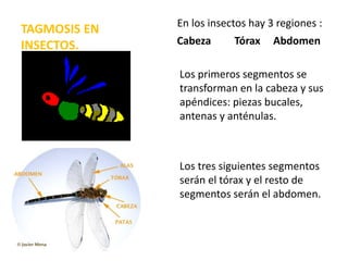 TAGMOSIS EN
INSECTOS.
En los insectos hay 3 regiones :
Cabeza Tórax Abdomen
Los primeros segmentos se
transforman en la cabeza y sus
apéndices: piezas bucales,
antenas y anténulas.
Los tres siguientes segmentos
serán el tórax y el resto de
segmentos serán el abdomen.
 