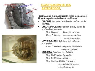 CLASIFICACIÓN DE LOS
ARTRÓPODOS.
Basándose en la especialización de los segmentos, el
fílum Artrópoda se divide en 4 subfílumes:
• TRILOBITA. Los miembros de este subfílum están
extintos.
• QUELICERADOS. Este subfílum tiene 2 clases de
artrópodos modernos:
Clase Xifosura: Cangrejo cacerola.
Clase: Arácnida: Arañas, garrapatas,
alacranes, ácaros.
• MANDIBULADOS. Subfílum con 1 clase de
artrópodos.
Clase Crustácea: Langostas, camarones,
cangrejos, jaibas.
• UNIRAMIA. Subfílum con 3 clases.
Clase Quilópodos: Ciempiés.
Clase Diplópodos: Milpiés.
Clase Insecta: Abejas, hormigas,
mosquitos, mariposas,
escarabajos, etc.
 