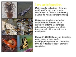 Los artrópodos
(Arthropoda, del griego , árthron,
«articulación» y , poús, «pie»)
constituyen el filo más numeroso y
diverso del reino animal (Animalia).
El término se aplica a animales
invertebrados dotados de un
esqueleto externo y apéndices
articulados, incluye, entre otros,
insectos, arácnidos, crustáceos y
miriápodos.
Hay casi 1.200.000 especies descritas,
en su mayoría insectos (un
millón),que representan al menos el
80% de todas las especies animales
conocidas.
 
