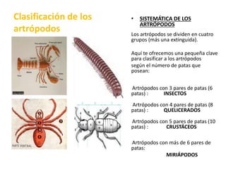 Clasificación de los
artrópodos
• SISTEMÁTICA DE LOS
ARTRÓPODOS
Los artrópodos se dividen en cuatro
grupos (más una extinguida).
Aquí te ofrecemos una pequeña clave
para clasificar a los artrópodos
según el número de patas que
posean:
Artrópodos con 3 pares de patas (6
patas) : INSECTOS
Artrópodos con 4 pares de patas (8
patas) : QUELICERADOS
Artrópodos con 5 pares de patas (10
patas) : CRUSTÁCEOS
Artrópodos con más de 6 pares de
patas:
MIRIÁPODOS
 