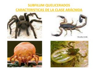 SUBFILUM QUELICERADOS
CARACTERISTICAS DE LA CLASE ARÁCNIDA
 