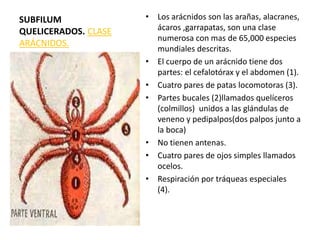 SUBFILUM
QUELICERADOS. CLASE
ARÁCNIDOS.
• Los arácnidos son las arañas, alacranes,
ácaros ,garrapatas, son una clase
numerosa con mas de 65,000 especies
mundiales descritas.
• El cuerpo de un arácnido tiene dos
partes: el cefalotórax y el abdomen (1).
• Cuatro pares de patas locomotoras (3).
• Partes bucales (2)llamados quelíceros
(colmillos) unidos a las glándulas de
veneno y pedipalpos(dos palpos junto a
la boca)
• No tienen antenas.
• Cuatro pares de ojos simples llamados
ocelos.
• Respiración por tráqueas especiales
(4).
 