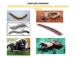 SUBFILUM UNIRAMIA
CARACTERISTICAS DE LAS CLASES QUILÓPODOS, DIPLÓPODOS E
INSECTA
 