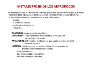 METAMORFOSIS DE LOS ARTRÓPODOS
La metamorfosis es el conjunto de cambios que sufren los individuos desde que nacen
hasta el estado adulto, cuando la anatomía de ambos difiere considerablemente .
Durante la metamorfosis, un individuo puede cambiar de :
-tamaño
-la forma del cuerpo
- sus hábitos alimenticios
-su hábitat.
ARÁCNIDOS: no poseen metamorfosis.
CRUSTÁCEOS: suelen presentar metamorfosis sucesivas con
varias etapas de larvas.
MIRIÁPODOS: sufren varias mudas en las que puede ir aumentando el
número de patas.
INSECTOS: pueden tener o no metamorfosis, e incluso según los
grupos hay diferentes modalidades.
-Sin metamorfosis.
-Con metamorfosis incompleta.
-Con metamorfosis completa.
 