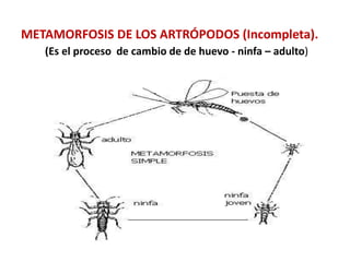 METAMORFOSIS DE LOS ARTRÓPODOS (Incompleta).
(Es el proceso de cambio de de huevo - ninfa – adulto)
 