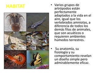 HABITAT • Varios grupos de
artrópodos están
perfectamente
adaptados a la vida en el
aire, igual que los
vertebrados amniotas, a
diferencia de todos los
demás filos de animales,
que son acuáticos o
requieren ambientes
húmedos terrestres.
• Su anatomía, su
fisiología y su
comportamiento revelan
un diseño simple pero
admirablemente eficaz.
 