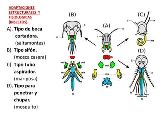ADAPTACIONES
ESTRUCTURALES Y
FISIOLOGICAS
(INSECTOS).
A). Tipo de boca
cortadora.
(saltamontes)
B). Tipo sifón.
(mosca casera)
C). Tipo tubo
aspirador.
(mariposa)
D). Tipo para
penetrar y
chupar.
(mosquito)
 
