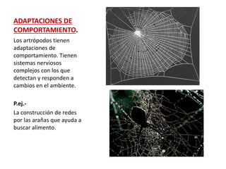 ADAPTACIONES DE
COMPORTAMIENTO.
Los artrópodos tienen
adaptaciones de
comportamiento. Tienen
sistemas nerviosos
complejos con los que
detectan y responden a
cambios en el ambiente.
P.ej.-
La construcción de redes
por las arañas que ayuda a
buscar alimento.
 