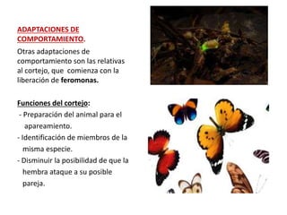 ADAPTACIONES DE
COMPORTAMIENTO.
Otras adaptaciones de
comportamiento son las relativas
al cortejo, que comienza con la
liberación de feromonas.
Funciones del cortejo:
- Preparación del animal para el
apareamiento.
- Identificación de miembros de la
misma especie.
- Disminuir la posibilidad de que la
hembra ataque a su posible
pareja.
 