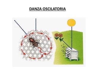 DANZA OSCILATORIA
 