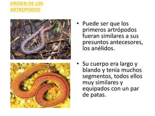 ORIGEN DE LOS
ARTROPODOS
• Puede ser que los
primeros artrópodos
fueran similares a sus
presuntos antecesores,
los anélidos.
• Su cuerpo era largo y
blando y tenía muchos
segmentos, todos ellos
muy similares y
equipados con un par
de patas.
 