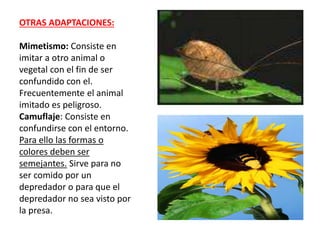 OTRAS ADAPTACIONES:
Mimetismo: Consiste en
imitar a otro animal o
vegetal con el fin de ser
confundido con el.
Frecuentemente el animal
imitado es peligroso.
Camuflaje: Consiste en
confundirse con el entorno.
Para ello las formas o
colores deben ser
semejantes. Sirve para no
ser comido por un
depredador o para que el
depredador no sea visto por
la presa.
 