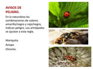 AVISOS DE
PELIGRO.
En la naturaleza las
combinaciones de colores
amarillo/negro y rojo/negro,
indican peligro. Los artrópodos
se ajustan a esta regla.
Mariquita.
Avispa.
Chinche.
 