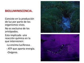 BIOLUMINISCENCIA.
Consiste en la producción
de luz por parte de los
organismos vivos.
No es exclusiva de los
artrópodos.
Esta implicada una
reacción química en la
que intervienen:
-La enzima luciferasa .
- ATP que aporta energía.
-Oxígeno.
 
