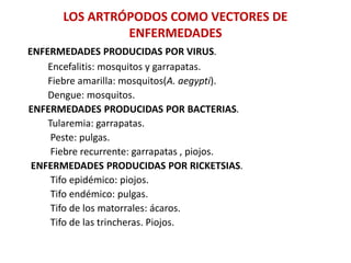LOS ARTRÓPODOS COMO VECTORES DE
ENFERMEDADES
ENFERMEDADES PRODUCIDAS POR VIRUS.
Encefalitis: mosquitos y garrapatas.
Fiebre amarilla: mosquitos(A. aegypti).
Dengue: mosquitos.
ENFERMEDADES PRODUCIDAS POR BACTERIAS.
Tularemia: garrapatas.
Peste: pulgas.
Fiebre recurrente: garrapatas , piojos.
ENFERMEDADES PRODUCIDAS POR RICKETSIAS.
Tifo epidémico: piojos.
Tifo endémico: pulgas.
Tifo de los matorrales: ácaros.
Tifo de las trincheras. Piojos.
 
