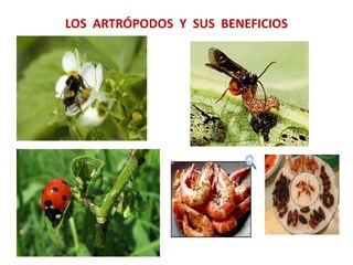 LOS ARTRÓPODOS Y SUS BENEFICIOS
 
