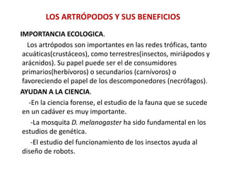 LOS ARTRÓPODOS Y SUS BENEFICIOS
IMPORTANCIA ECOLOGICA.
Los artrópodos son importantes en las redes tróficas, tanto
acuáticas(crustáceos), como terrestres(insectos, miriápodos y
arácnidos). Su papel puede ser el de consumidores
primarios(herbívoros) o secundarios (carnívoros) o
favoreciendo el papel de los descomponedores (necrófagos).
AYUDAN A LA CIENCIA.
-En la ciencia forense, el estudio de la fauna que se sucede
en un cadáver es muy importante.
-La mosquita D. melanogaster ha sido fundamental en los
estudios de genética.
-El estudio del funcionamiento de los insectos ayuda al
diseño de robots.
 