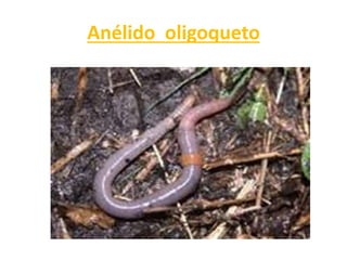 Anélido oligoqueto
 