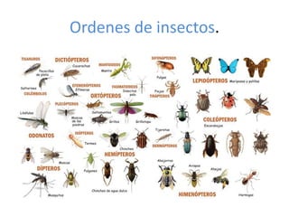 Ordenes de insectos.
 