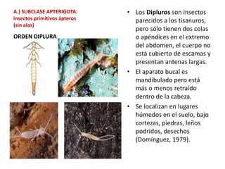A.) SUBCLASE APTERIGOTA:
insectos primitivos ápteros
(sin alas)
• Los Dipluros son insectos
parecidos a los tisanuros,
pero sólo tienen dos colas
o apéndices en el extremo
del abdomen, el cuerpo no
está cubierto de escamas y
presentan antenas largas.
• El aparato bucal es
mandibulado pero está
más o menos retraído
dentro de la cabeza.
• Se localizan en lugares
húmedos en el suelo, bajo
cortezas, piedras, leños
podridos, desechos
(Domínguez, 1979).
ORDEN DIPLURA:
 