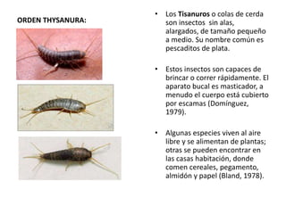 ORDEN THYSANURA:
• Los Tisanuros o colas de cerda
son insectos sin alas,
alargados, de tamaño pequeño
a medio. Su nombre común es
pescaditos de plata.
• Estos insectos son capaces de
brincar o correr rápidamente. El
aparato bucal es masticador, a
menudo el cuerpo está cubierto
por escamas (Domínguez,
1979).
• Algunas especies viven al aire
libre y se alimentan de plantas;
otras se pueden encontrar en
las casas habitación, donde
comen cereales, pegamento,
almidón y papel (Bland, 1978).
 