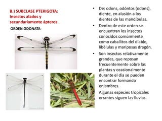 B.) SUBCLASE PTERIGOTA:
Insectos alados y
secundariamente ápteros.
• De: odons, odóntos (odons),
diente, en alusión a los
dientes de las mandíbulas.
• Dentro de este orden se
encuentran los insectos
conocidos comúnmente
como caballitos del diablo,
libélulas y mariposas dragón.
• Son insectos relativamente
grandes, que reposan
frecuentemente sobre las
plantas y ocasionalmente
durante el día se pueden
encontrar formando
enjambres.
• Algunas especies tropicales
errantes siguen las lluvias.
ORDEN ODONATA:
 