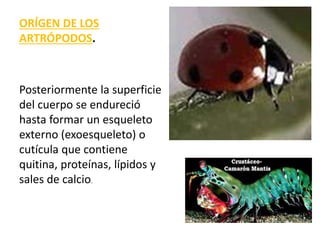 ORÍGEN DE LOS
ARTRÓPODOS.
Posteriormente la superficie
del cuerpo se endureció
hasta formar un esqueleto
externo (exoesqueleto) o
cutícula que contiene
quitina, proteínas, lípidos y
sales de calcio.
 