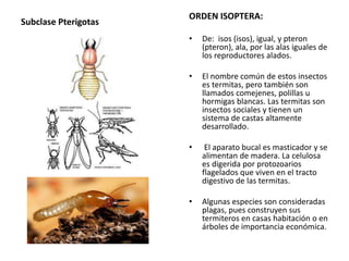 Subclase Pterigotas
ORDEN ISOPTERA:
• De: isos (isos), igual, y pteron
(pteron), ala, por las alas iguales de
los reproductores alados.
• El nombre común de estos insectos
es termitas, pero también son
llamados comejenes, polillas u
hormigas blancas. Las termitas son
insectos sociales y tienen un
sistema de castas altamente
desarrollado.
• El aparato bucal es masticador y se
alimentan de madera. La celulosa
es digerida por protozoarios
flagelados que viven en el tracto
digestivo de las termitas.
• Algunas especies son consideradas
plagas, pues construyen sus
termiteros en casas habitación o en
árboles de importancia económica.
 