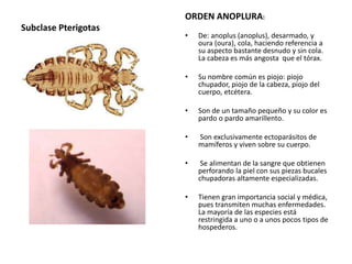 Subclase Pterigotas
ORDEN ANOPLURA:
• De: anoplus (anoplus), desarmado, y
oura (oura), cola, haciendo referencia a
su aspecto bastante desnudo y sin cola.
La cabeza es más angosta que el tórax.
• Su nombre común es piojo: piojo
chupador, piojo de la cabeza, piojo del
cuerpo, etcétera.
• Son de un tamaño pequeño y su color es
pardo o pardo amarillento.
• Son exclusivamente ectoparásitos de
mamíferos y viven sobre su cuerpo.
• Se alimentan de la sangre que obtienen
perforando la piel con sus piezas bucales
chupadoras altamente especializadas.
• Tienen gran importancia social y médica,
pues transmiten muchas enfermedades.
La mayoría de las especies está
restringida a uno o a unos pocos tipos de
hospederos.
 