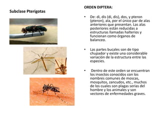 Subclase Pterigotas
ORDEN DIPTERA:
• De: di, dis (di, dis), dos, y pteron
(pteron), ala, por el único par de alas
anteriores que presentan. Las alas
posteriores están reducidas a
estructuras llamadas halterios y
funcionan como órganos de
balanceo.
• Las partes bucales son de tipo
chupador y existe una considerable
variación de la estructura entre las
especies.
• Dentro de este orden se encuentran
los insectos conocidos con los
nombres comunes de moscas,
mosquitos, zancudos, etc., muchos
de los cuales son plagas serias del
hombre y los animales y son
vectores de enfermedades graves.
 