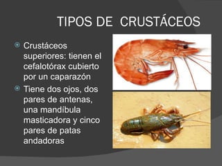 TIPOS DE CRUSTÁCEOS
   Crustáceos
    superiores: tienen el
    cefalotórax cubierto
    por un caparazón
   Tiene dos ojos, dos
    pares de antenas,
    una mandíbula
    masticadora y cinco
    pares de patas
    andadoras
 